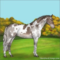 Horse Color:White Spotted Silver Brown Dun Mushroom Appaloosa 