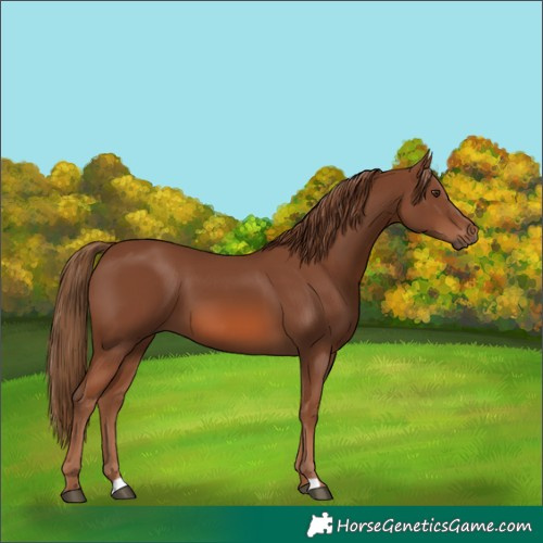 Horse Color:Chestnut 