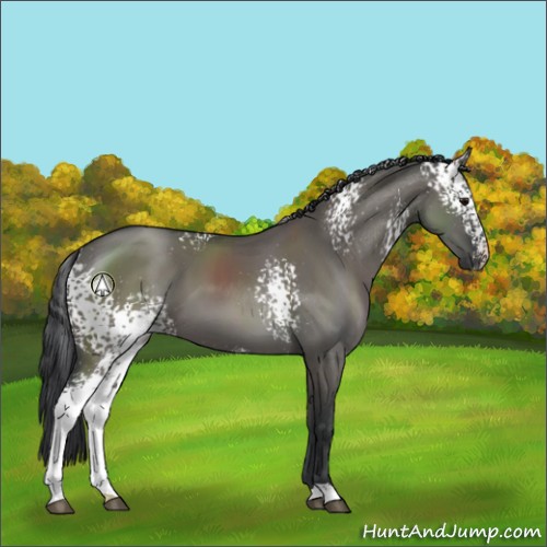 Horse Color:White Spotted Grullo 