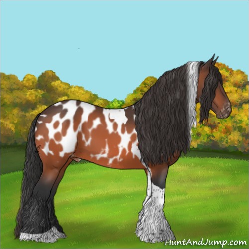 Horse Color:Bay Tobiano Appaloosa 