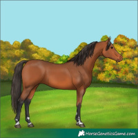 Horse Color:Bay 