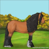 Horse Color:Bay Tobiano 