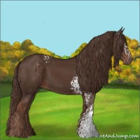 Horse Color:White Spotted Liver Chestnut 