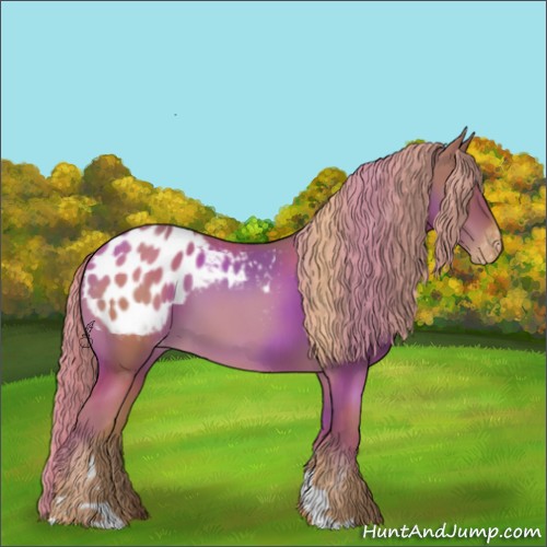 Horse Color:Chestnut Tobiano Appaloosa 
