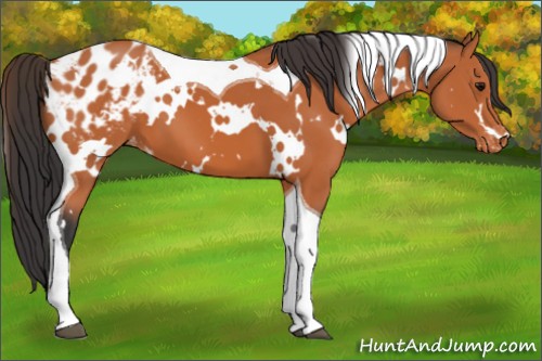 Horse Color:White Spotted Bay Tobiano Appaloosa 