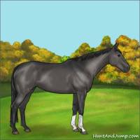 Horse Color:Grullo  and Grullo 