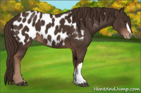Horse Color:Liver Chestnut Near Leopard 