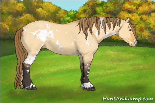 Horse Color:White Spotted Buckskin Dun Appaloosa 