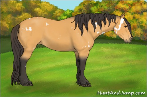 Horse Color:White Spotted Buckskin 