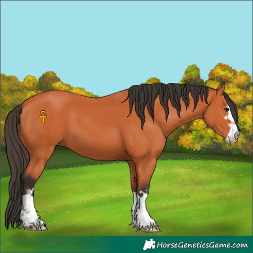 Horse Color:Bay 
