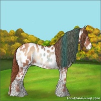Horse Color:Gold Champagne Onyx Sabino Appaloosa 