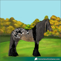 Horse Color:Buckskin Tobiano Blanket 