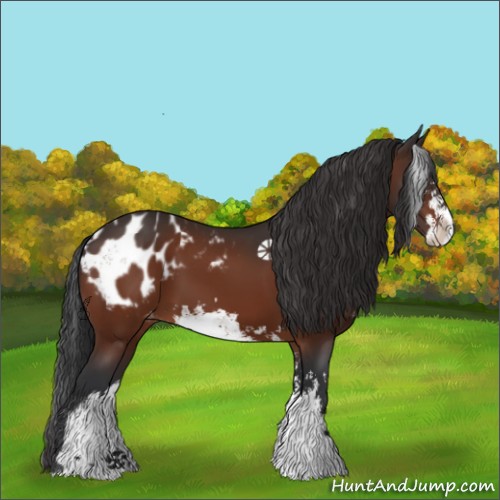 Horse Color:Bay Sabino Appaloosa
