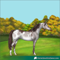 Horse Color:Platinum White Spotted Chocolate Brown Dun 