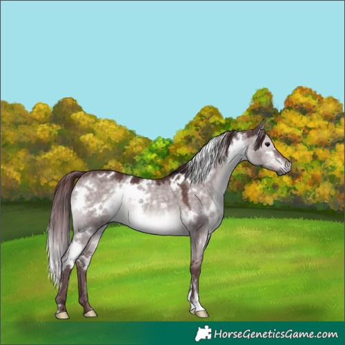 Horse Color:Platinum White Spotted Chocolate Brown Dun 