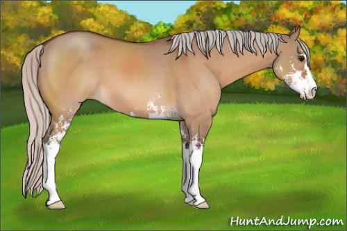 Horse Color:Silver Bay Dun Sabino 