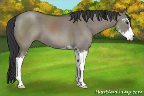 Horse Color:Grullo Sabino 