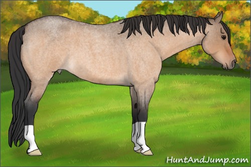 Horse Color:Bay Roan Dun 
