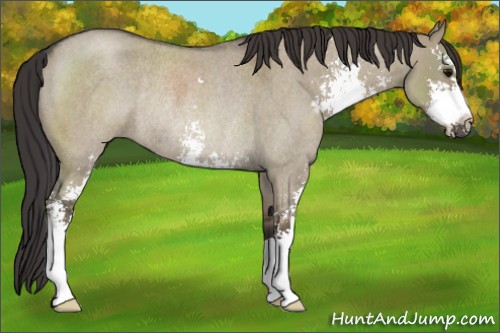 Horse Color:Smoky Grullo Roan Sabino Rabicano 