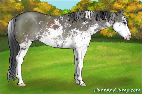 Horse Color:Grullo Sabino Rabicano 