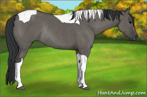 Horse Color:Grullo Sabino Tobiano Rabicano 