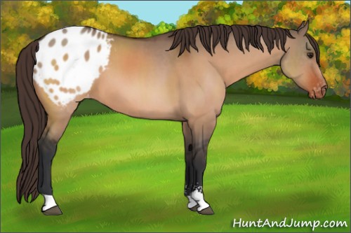 Horse Color:Brown Dun Sabino Appaloosa 