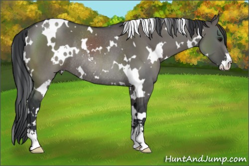 Horse Color:White Spotted Grullo Sabino Rabicano 
