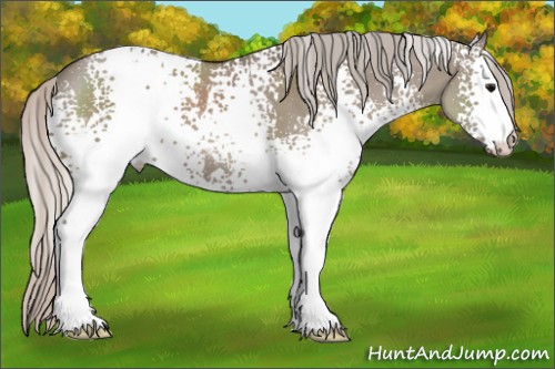 Horse Color:White Spotted Silver Grullo 