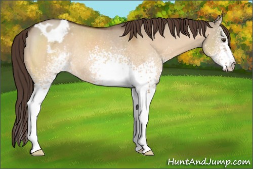 Horse Color:White Spotted Brown Dun Appaloosa Rabicano 