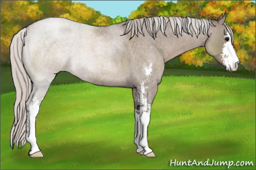 Horse Color:Silver Grullo Roan Sabino 