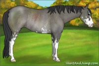 Horse Color:Grullo Sabino Rabicano