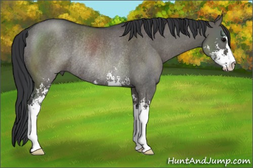 Horse Color:Grullo Sabino Rabicano 