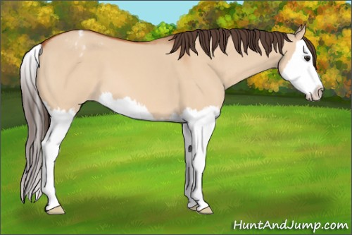 Horse Color:Bay Dun Sabino Splash Appaloosa 