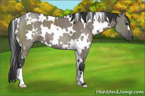 Horse Color:White Spotted Grullo 
