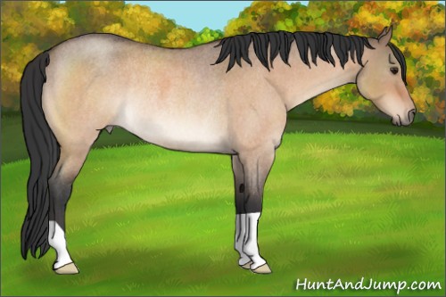 Horse Color:Bay Roan Dun Rabicano 