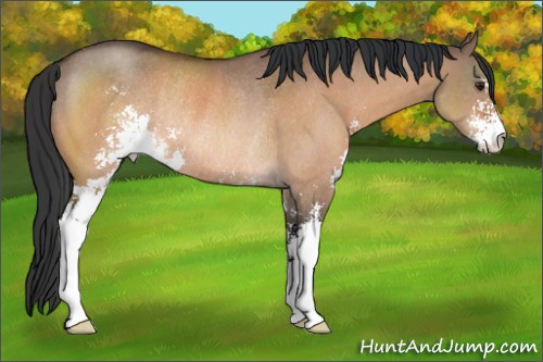 Horse Color:Brown Dun Sabino Rabicano 