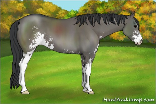 Horse Color:Grullo Sabino 