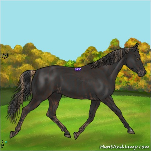 Horse Color:Liver Chestnut  and Black 