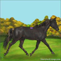 Horse Color:Liver Chestnut  and Black 