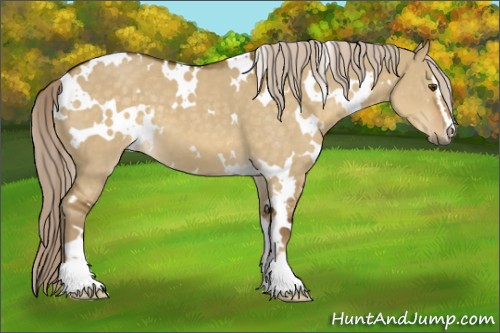 Horse Color:White Spotted Chocolate Palomino Dun Sabino 