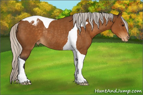 Horse Color:Silver Buckskin Tobiano Appaloosa Rabicano 