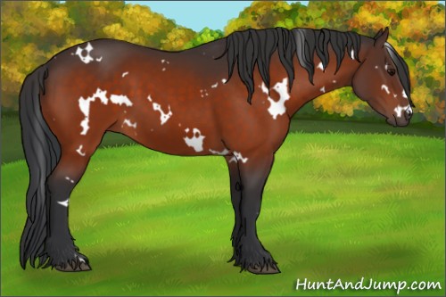 Horse Color:White Spotted Bay 