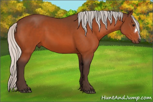 Horse Color:Silver Bay 