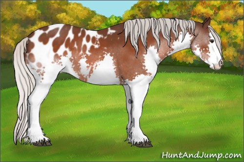 Horse Color:Silver Brown Splash Appaloosa 