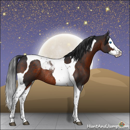 Horse Color:Brown Splash Tobiano Rabicano