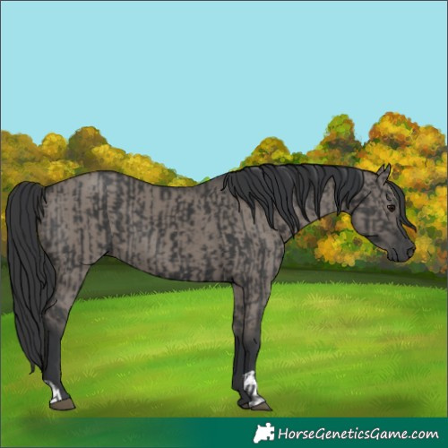 Horse Color:Black and Grullo