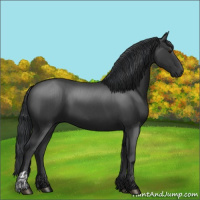 Horse Color:Black  and Black 