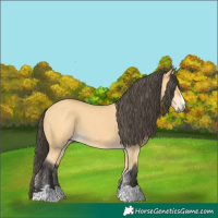 Horse Color:Buckskin 