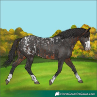 Horse Color:Brown Appaloosa  and Black 
