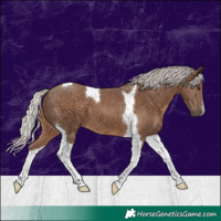 Horse Color:Silver Black Tobiano 